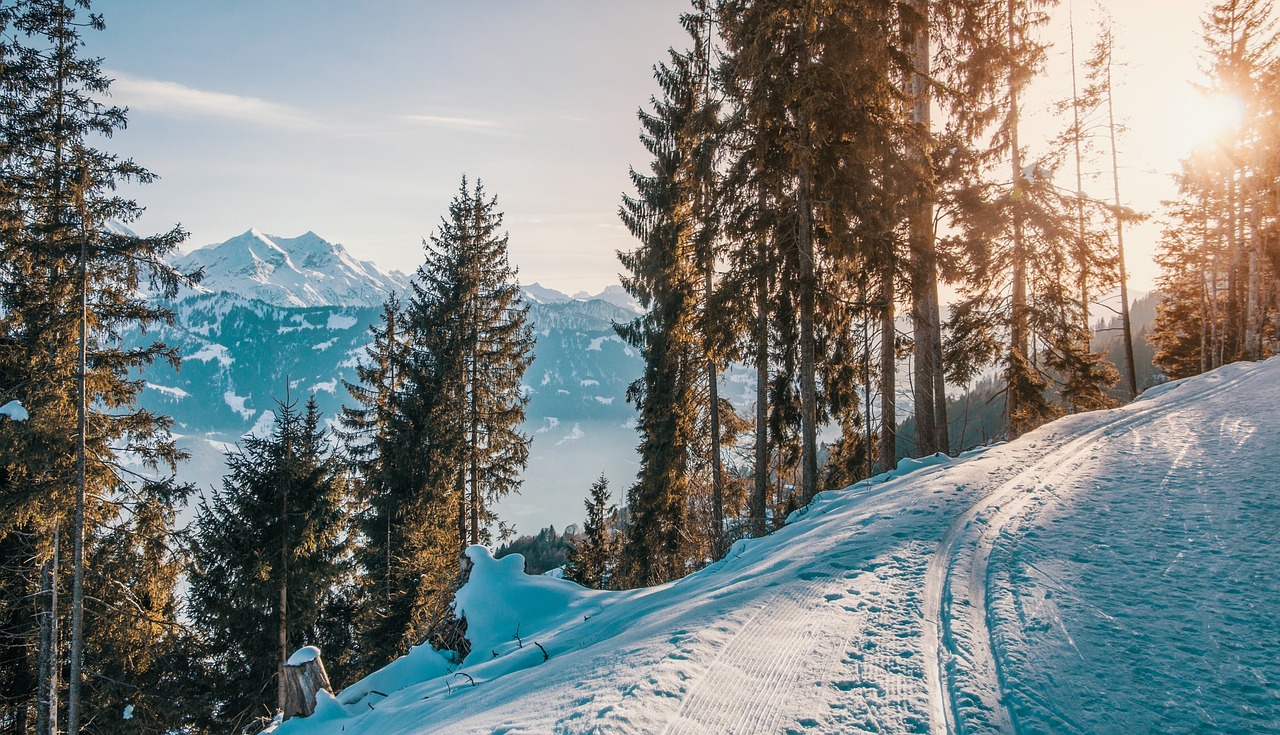 Tall trees in snow with sunshine