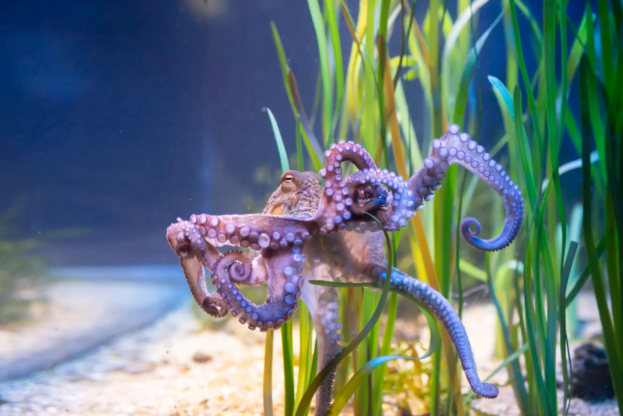 Octopus
