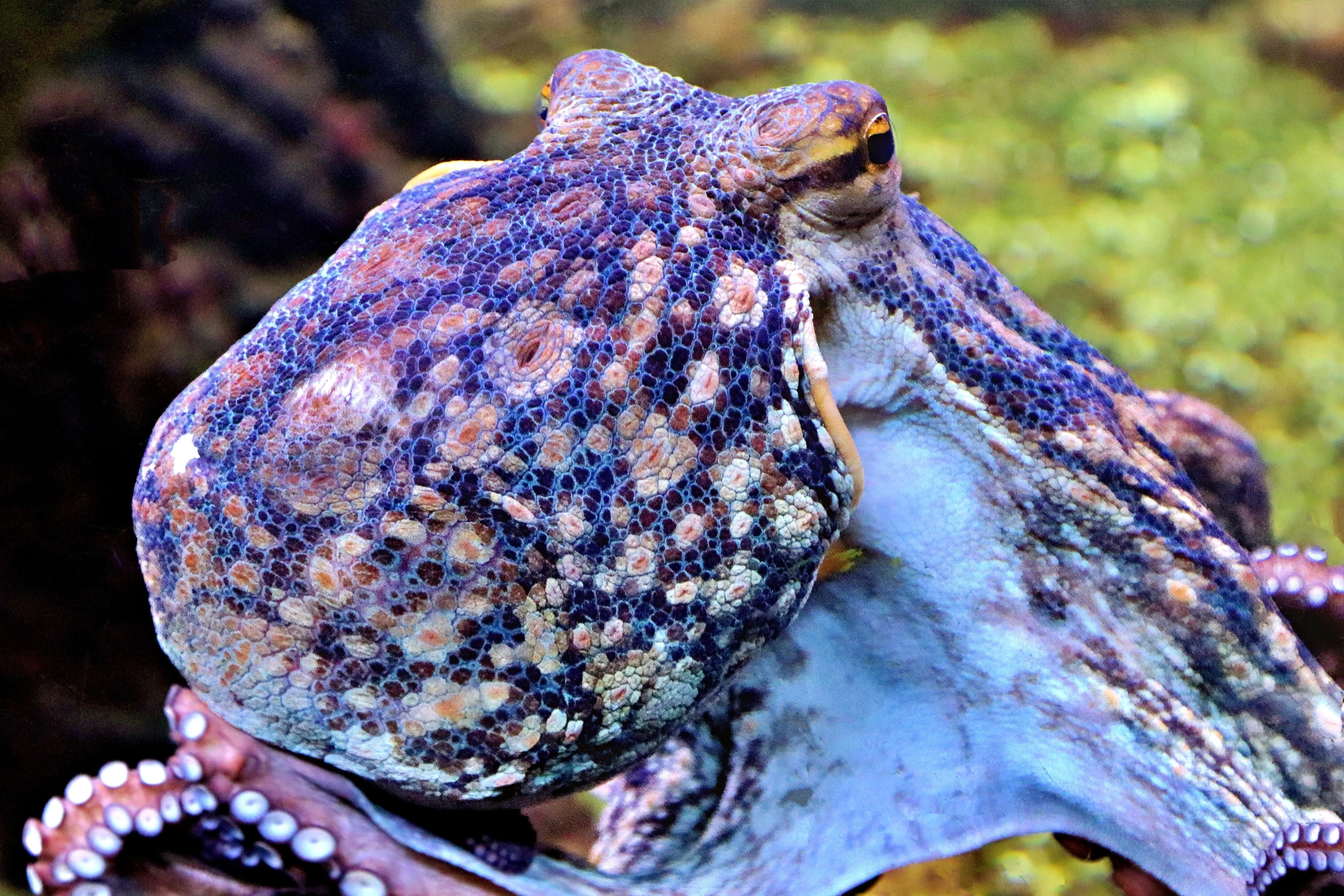 Octopus