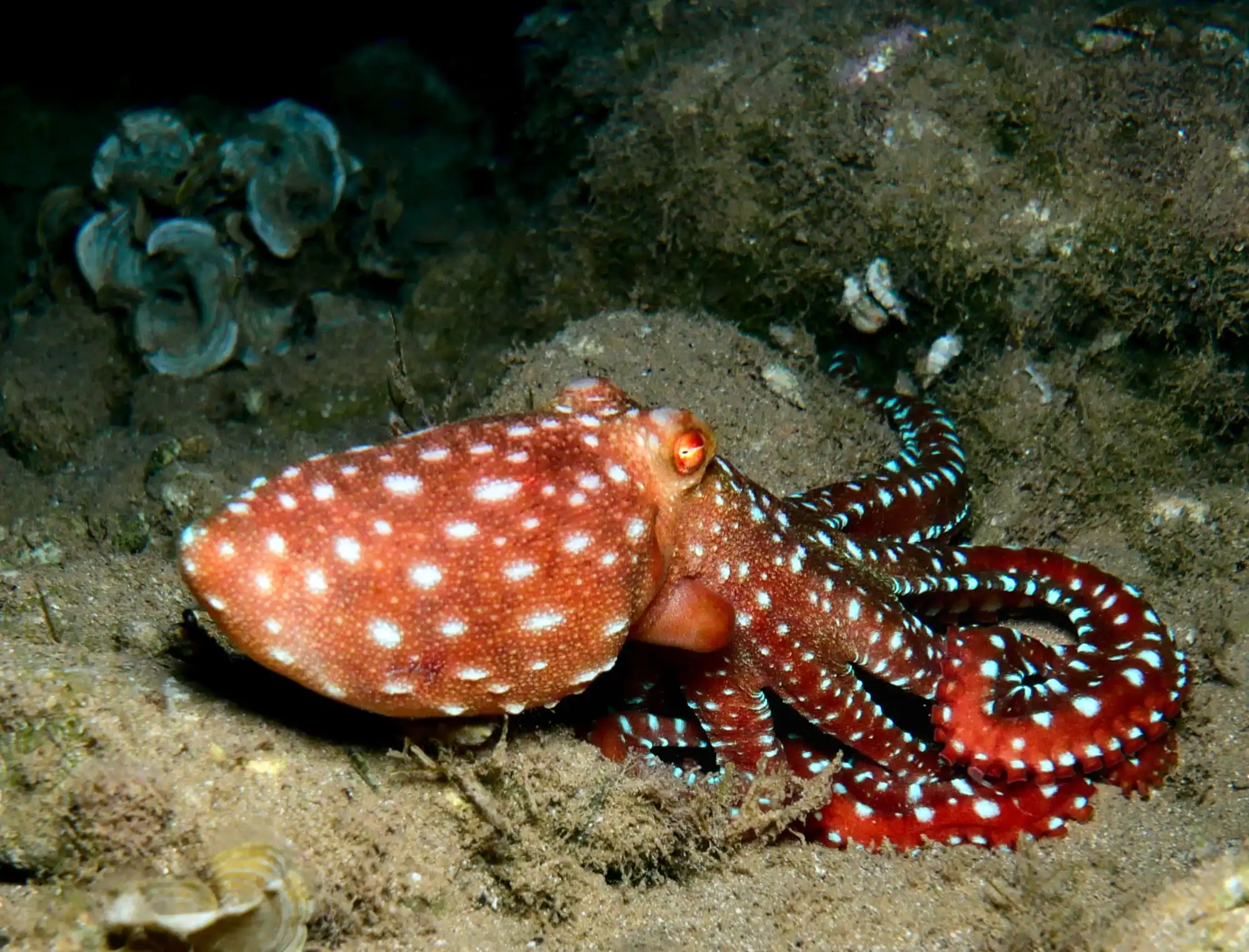 Octopus