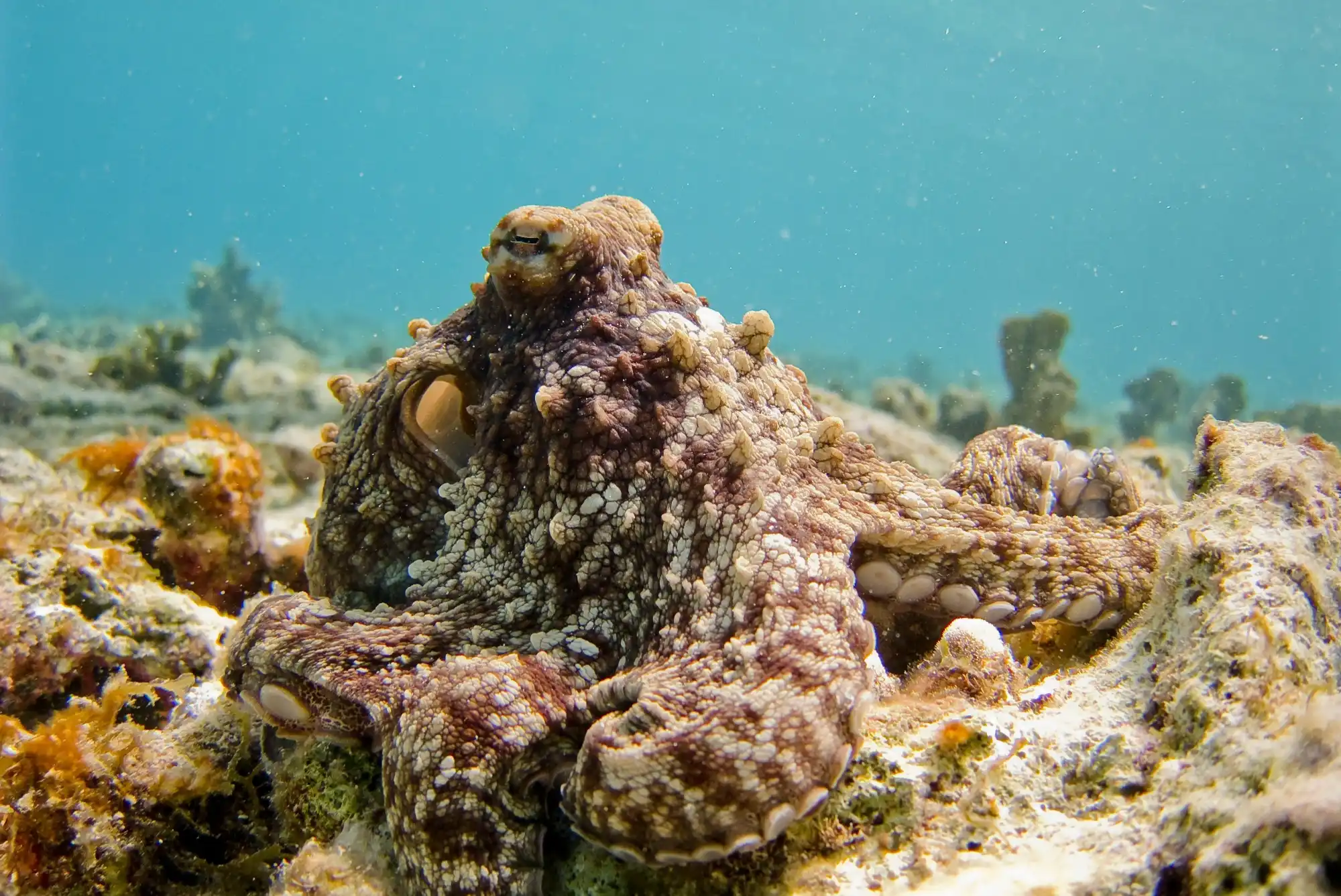 Octopus